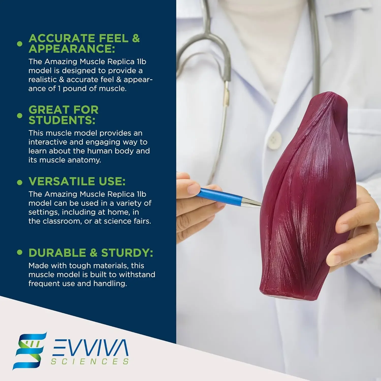 Human Muscle and Fat Replicas  - Nutrition For Health Fitness & Sport Melvin Williams recensione e prezzo